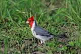 Red-crested Cardinalborder=